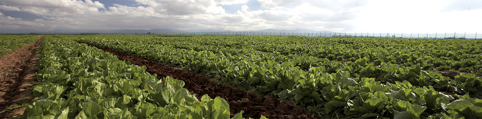 CPS - Comprehensive Purchasing Services for fruit & vegetables